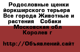 Родословные щенки йоркширского терьера - Все города Животные и растения » Собаки   . Московская обл.,Королев г.